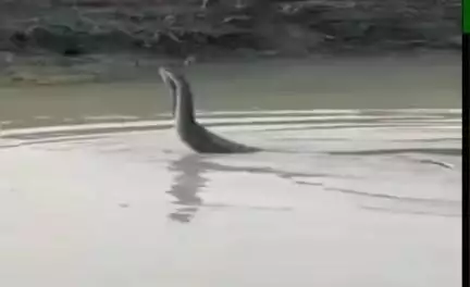 बारां: शहर सहित ग्रामीण क्षेत्रों में हो रही बारिश और जलभराव से सर्प दंश के मामले बढ़े, धान फसल रोपते समय निकला सर्प
