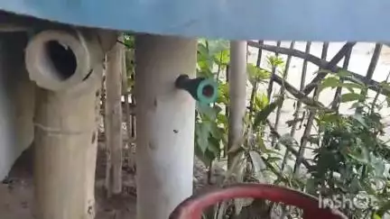 ধেমাজি: কাজিয়া মাটিত পানীৰ বাবে হাহাঁকাৰা ৰাইজৰ , অতি সোনকালে পানী যোগান ধৰিবলৈ আহ্বান ৰাইজৰ #jansamasya
