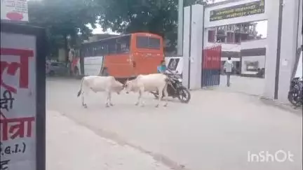 मोहम्मदी: मोहम्मदी नगर में आवारा जानवरों का आतंक जारी, हादसे में दरोगा की हुई थी मौत, वीडियो सोशल मीडिया पर वायरल
