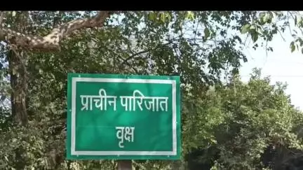 सुल्तानपुर: पारिजात वृक्ष: सुलतानपुर की धरती पर आध्यात्मिक आस्था और चमत्कारों का प्रतीक