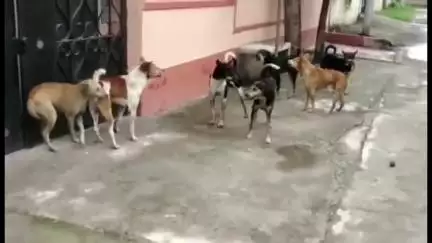 हातकणंगले: इचलकरंजीत भटक्या कुत्र्यांचा उपद्रव वाढला,नागरिकांत भीतीचे वातावरण