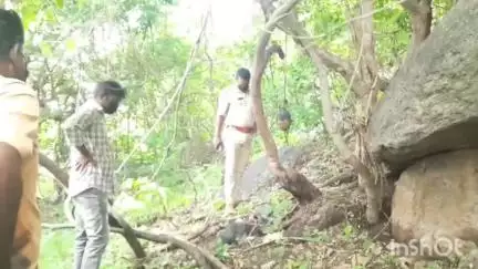 ఇల్లంతకుంట: చెట్టుకు ఉరి వేసుకొని ఉన్న గుర్తుతెలియని మృతదేహం లభ్యం, దర్యాప్తు చేపడుతున్న పోలీసులు...
