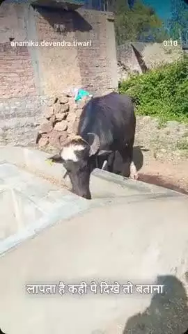 लापता भैंस अगर कोई देखे तो हमें बताएं प्लीज हम लोगों की कोई मदद करो 9179582051 ISI number per call Kare