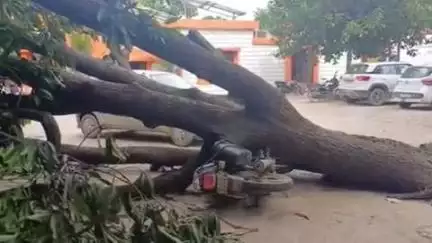 चंदौली: सदर ब्लाक परिसर में दर्दनाक दृश्य, आंधी में गिरा आम का पेड़, ब्लॉक परिसर में खड़ी गाड़ियों को हुआ नुकसान