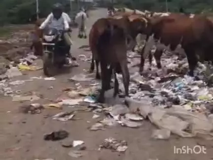માંગરોળ: તરસાડી જૂના ગામથી પિરામલ ગ્લાસ તરફ જતા રસ્તા ઉપર કચરાનો નિકાલ કરાતા રસ્તે થી પસાર થતા લોકો પરેશાન#Jansamasya