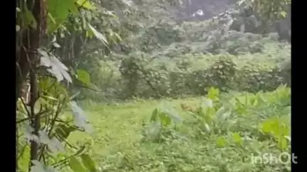 തിരുവല്ല: പൊടിയാടിയിൽ പുലി ഇറങ്ങിയതായി അഭ്യൂഹം, പുലിയെന്നു തോന്നിപ്പിക്കുന്ന ജീവിയുടെ ദൃശ്യങ്ങൾ പുറത്ത്