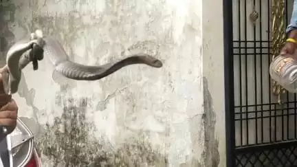जबलपुर: रेवा कॉलोनी के एक मकान में घुसा खतरनाक कोबरा, सर्प विशेषज्ञ ने किया रेस्क्यू