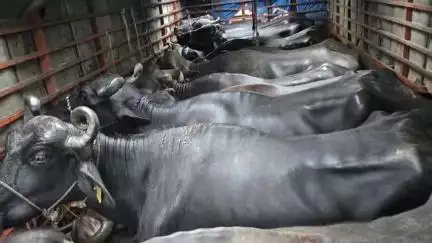 બારડોલી: કીકવાડ ગામ પાસેથી કતલખાને લઈ જવાતી ₹9.25 લાખની ભેંસો અને ટેમ્પો સાથે એક ઝડપાયો, ત્રણ વોન્ટેડ