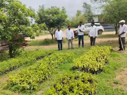 పెద్దపల్లి: సుల్తానాబాద్ పట్టణంలోని మార్కండేయ కాలనీలో ఉన్న నర్సరీని పరిశీలించిన మున్సిపల్ కమిషనర్ రమేష్