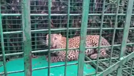 রাজগঞ্জ: জুরন্তি চাবাগানে    খাচায় বন্দী হল একটি  চিতাবাঘ। এঘটনায়  ঐ এলাকায়   চাঞ্চল্য ছড়িয়ে পড়েছে