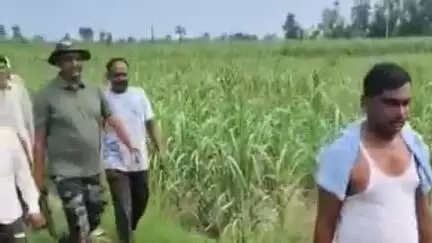 चांदपुर: थाना से शिवाला कला क्षेत्र में गए किसानों ने देखा गुलदार दौड़कर, बचाई अपनी जान