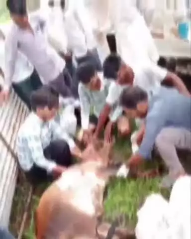 कालापीपल: भूरिया खजुरिया में ट्रक की टक्कर से गाय घायल, पशु एम्बुलेंस टीम ने किया उपचार