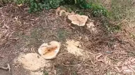 পটাশপুর ১: অবৈধভাবে সরকারি বনসৃজনের গাছ কাটা নিয়ে বিতর্ক তৈরি হলো পটাশপুরে