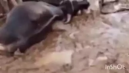 जैसलमेर: छोड़ गांव के मगन खान सादक की ढाणी में तेज धमाके के साथ आकाशीय बिजली गिरने से तीन गायों और एक भैंस की हुई दर्दनाक मौत