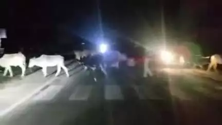 अनूपपुर: सड़क हादसे से बचाने के लिए फुनगा चौकी के एएसआई अरजरिया ने मवेशियों को हटाया, सराहनीय पहल