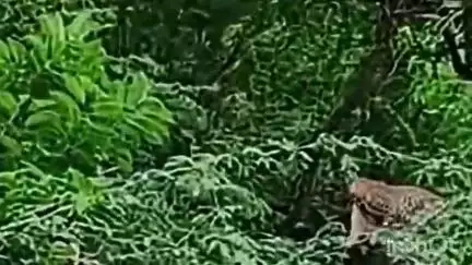 राजसमंद: राजसमंद के सेवाली में पैंथर का आतंक, आबादी के बीच शिकार करता दिखा, शहरवासियों में दहशत का माहौल