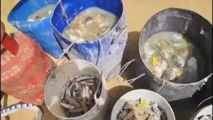 இராமநாதபுரம்: பாம்பன் தெற்குவாடி கடற்கரையில் ₹1 லட்சம் மதிப்பிலான 132 கிலோ கடல் அட்டைகள் பறிமுதல்
