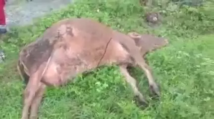 डिंडौरी: वार्ड नंबर 10 में करंट लगने से गाय की हुई मौत, पीड़ित पशु मालिक ने लगाई मुआवजे की गुहार