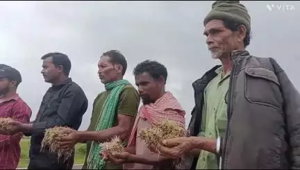 କୋଟପାଡ: ସର୍ଗିଗୁଡାରେ ଲଗାଣ ବର୍ଷାରେ ଚିନ୍ତାରେ ଚାଷୀ, ବିଲରେ ଓ ରାସ୍ତାରେ ପଡିଛି ଧାନ #jansamasya