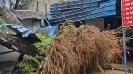 रायगढ़: रायगढ़ शासकीय जिला अस्पताल में गिरा विशालकाय शीशम पेड़, बाउंड्री वॉल और पार्किंग स्थल में लगे टीन छप्पर टूटे