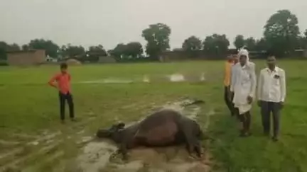 टोंक: ग्राम रानोली में आकाशीय बिजली गिरने से एक भैंस की मौत, तीन ट्रांसफार्मर भी जले