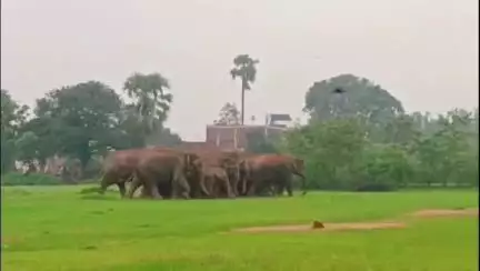 हज़ारीबाग: हजारीबाग के बड़कागांव में हाथियों का आतंक, 60 घर तबाह, 225 किसानों की फसल बर्बाद