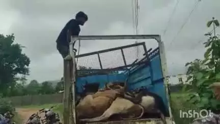 बैतूल नगर: गौवंश से भरी पिकअप छोड़कर तस्कर फरार, मौके पर पहुंची पुलिस, गौ-ठाना का मामला