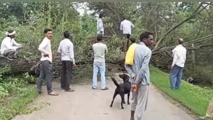 छपारा: झिरी से लाठगांव मार्ग पर पेड़ गिरने से रास्ता बाधित