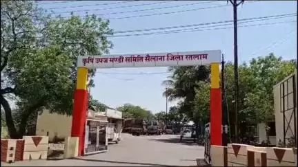 सैलाना: कृषि उपज मंडी सैलाना में आज सोयाबीन ₹2851 से ₹4387 प्रति क्विंटल बिका