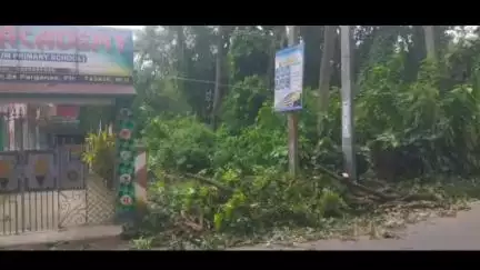 হাসনাবাদ: আমলানি এলাকায় রাস্তার উপরের গাছ কাটার উঠলো বিজ্ঞান মঞ্চ