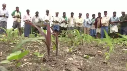 ಹಾವೇರಿ: ಸಂಷ್ಟಕ್ಕೆ ಸಿಲುಕಿದ ಮೇಲ್ಮುರಿ ಹಂದಿಗನೂರು, ಕಿತ್ತೂರು ಗ್ರಾಮದ ಗೋವಿನ ಜೋಳ ಬೆಳೆದ ರೈತ#Localissue