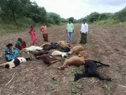 ఉరవకొండ: ఉరవకొండ :కోనంపల్లి వద్ద విషపు రసాయన ద్రావణం త్రాగి 16 గొర్రెలు మేకలు మృతి
