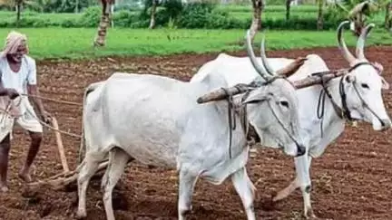 गडचिरोली: गडचिरोली जिल्ह्यात खरीप हंगामातील कृषी मोहिमांचा यशस्वी टप्पा : ४५४२ मोहिमा तीन महिन्यात पूर्ण