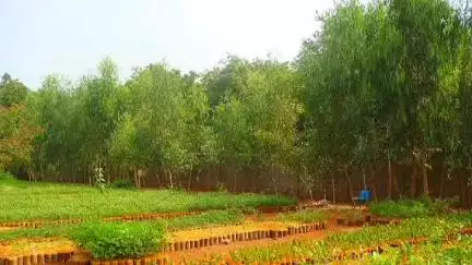वारासिवनी: ग्राम सावंगी में खेलन बाई के समूह ने बंजर शासकीय भूमि को हरा-भरा बनाया, ₹12 लाख के पौधे बेचे