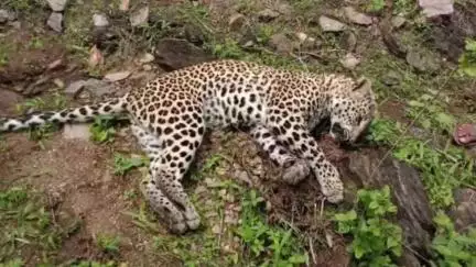 ब्यावर: गोहाना के जंगल में मिला डेढ़ वर्षीय मादा पैंथर का शव, पोस्टमार्टम के बाद किया गया अंतिम संस्कार