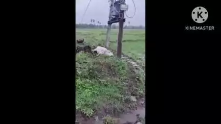चैनपुर: बिजली के पोल से संपर्क में आने से मवेशी की मौत, उसी पोल से दूसरी बार मवेशी की मौत