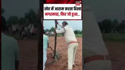 Viral Video: खेत में आराम करता दिखा मगरमच्छ, फिर जो हुआ.. | Shorts | Shivpuri | N18S |