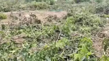 పులివెందుల: చక్రాయపేటలో పంటకు గిట్టుబాటు ధర రావడంలేదని మామిడి చెట్లను నరికి వేసిన రైతులు