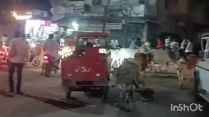 श्योपुर: नगर पालिका सीएमओ ने आवारा मवेशियों को खदेड़ा, गौशाला में कराया बंद, आवागमन हुआ सुलभ