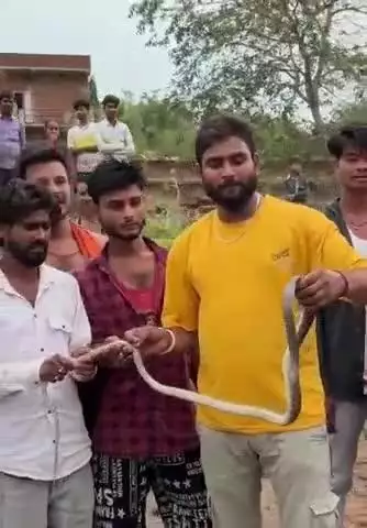 बड़ागांव धसान: सुजारा गांव में निकला धामन सांप, सर्प रक्षक अमर ने किया रेस्क्यू