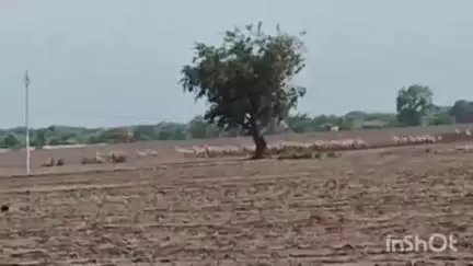 अकोट: देवरी शिवारात रोहि व हरीणांचा उपद्रव;पेरलेल्या शेतातील नवांकुर पिकांचे नुकसान
