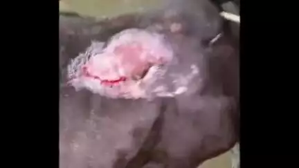 सोहागपुर: जिला न्यायालय के सामने अज्ञात वाहन की टक्कर से गाय घायल, गौ सेवकों ने उपचार कर गौशाला में किया शिफ्ट