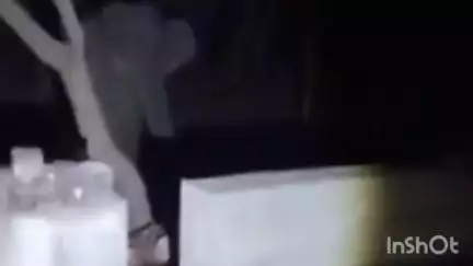 తిరుమల మొదటి ఘాట్ రోడ్ లో ఏనుగుల గుంపు హల్చల్