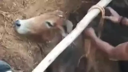 चांपा: दूरपा गांव के सेप्टिक टैंक में गिरी गाय, गांव के लोगों ने गाय को बाहर निकाला, मानवता की मिसाल पेश की