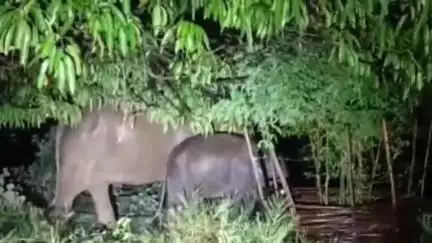 ଦେବଗଡ: ରିଆମାଳ ବନାଂଚଳର ୮ ଟି ସ୍ଥାନରେ ୭୬ ହାତୀର ଉପଦ୍ରବ ଜାରି ରହିଛି