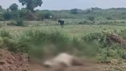 सिकंदरा: धर्मपुर गौशाला के पास विद्युत करंट लगने से दो आवारा गोवंशों की हुई मौत, सूचना पर पहुंचे विश्व हिंदू परिषद के कार्यकर्ता