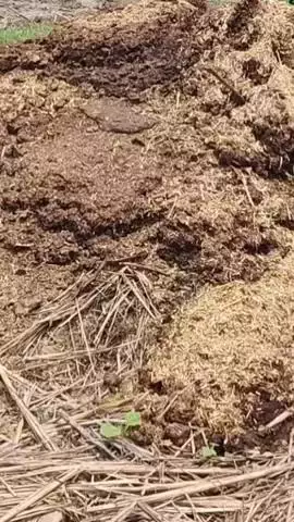 रूपवास: गांव में क्षतिग्रस्त भवन सही कराने और अतिक्रमण हटवाने की मांग को लेकर ग्रामीणों ने किया प्रदर्शन