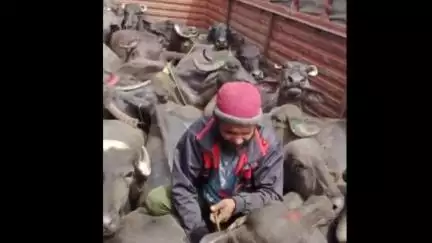 पवई: अमानगंज पुलिस ने 11 लाख रुपए की 23 भैंसें बरामद की, दो आरोपी गिरफ्तार