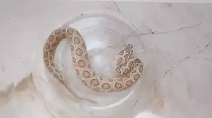 ক্যানিং ১: ফুরফুরা শরীফে চন্দ্রবোরা সাপের কামড় খেয়ে মরতে বসেছিলেন এক ব্যক্তি, ক্যানিং মহকুমা হাসপাতালে এসে প্রাণে বাঁচলেন