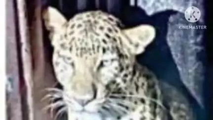 सिन्नर: गोंदे-दातली शिवारात गेल्या काही दिवसांपासून दहशत निर्माण करणाऱ्या नरभक्षक बिबट्याला खरकडी मळ्यातील पिंजऱ्यात जेरबंद